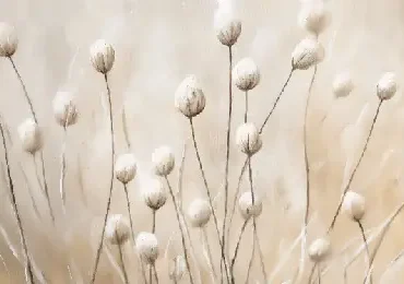 Rose 5